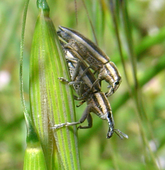 Lixus anguinus